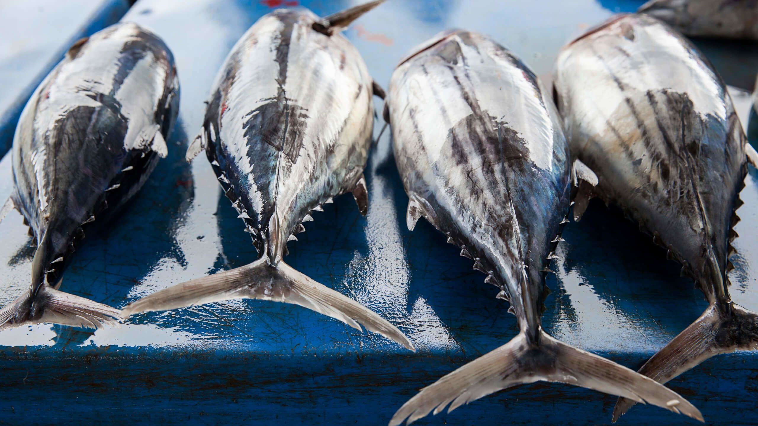 Echter Bonito auf blauem Markttisch mit Schwanzflossen zur Kamera - MSC Thunfischbericht